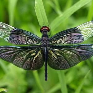 Meet your Posher, Lynda